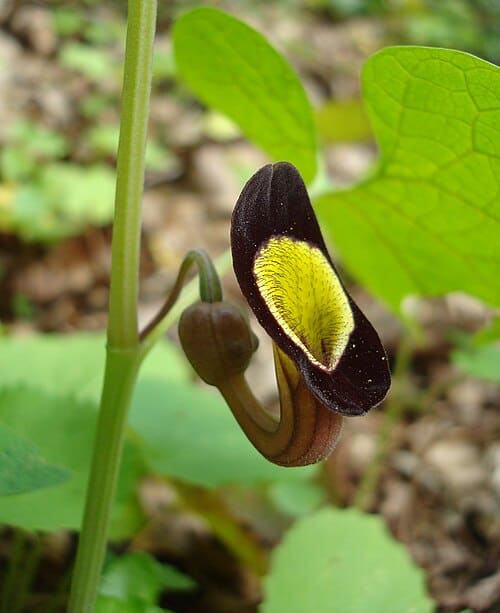 Aristolochia, standing in for Aristolochia axis