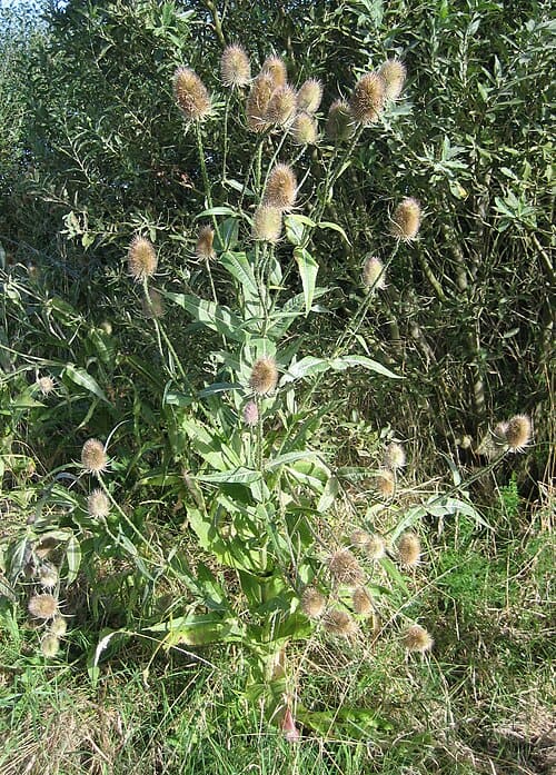 Dipsacus, standing in for Dipsacus japonicus