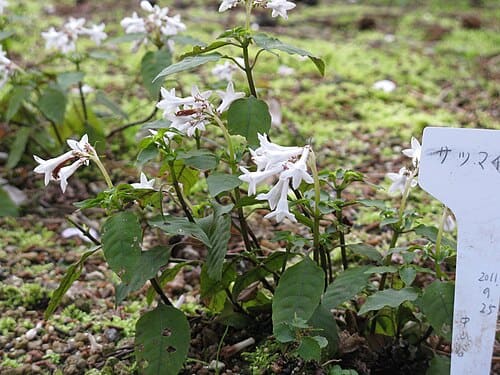Ophiorrhiza japonica