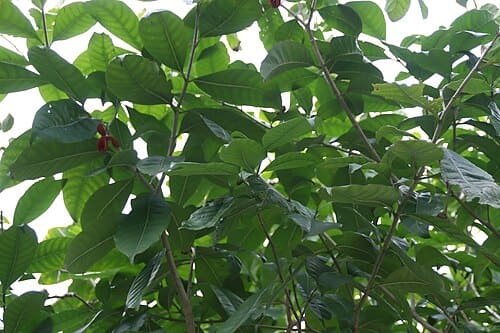 Tabernaemontana orientalis