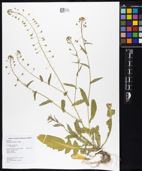 Capsella bursa-pastoris