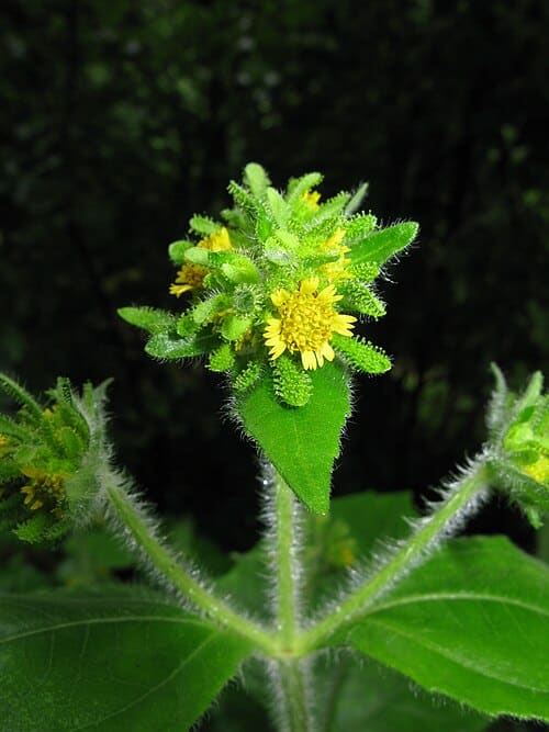 Sigesbeckia pubescens