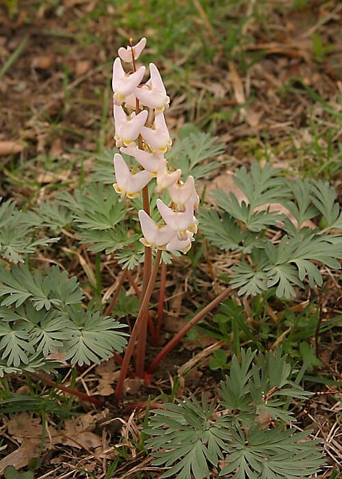 Dicentra, standing in for Dicentra oregana