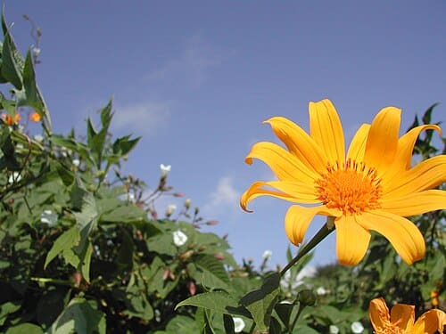 Tithonia diversifolia