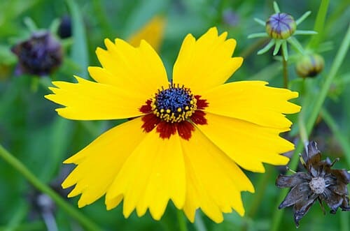 Coreopsis basalis