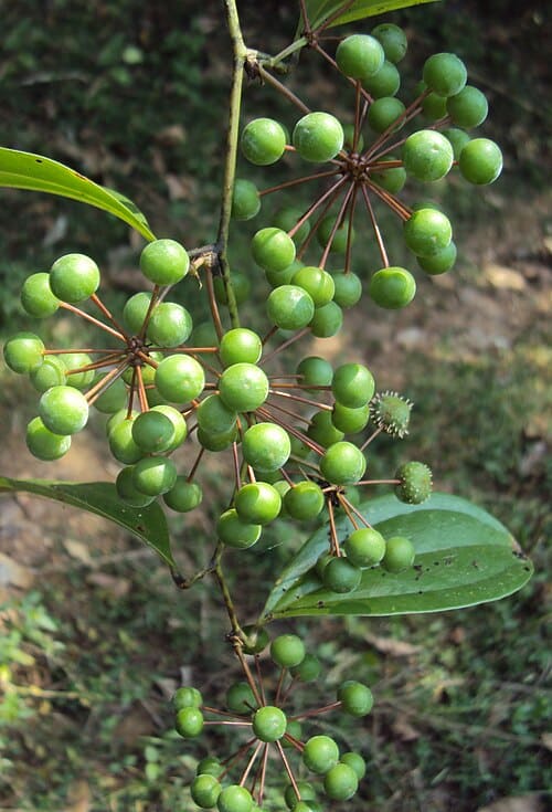 Smilax zeylanica