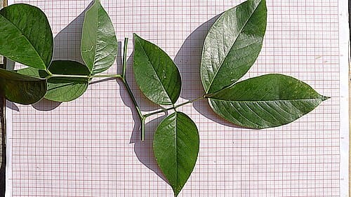 Senna quinquangulata