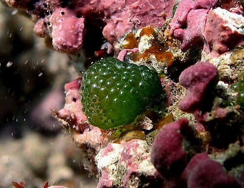 Dictyosphaeria, standing in for Dictyosphaeria linearis
