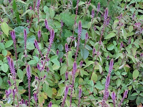 Achyranthes aspera