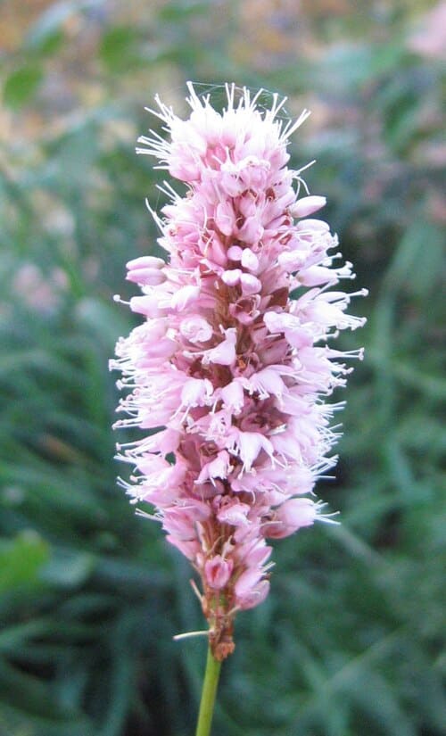 Polygonum bistorta