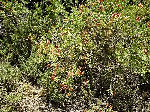 Nitraria, standing in for Nitraria tangutorum