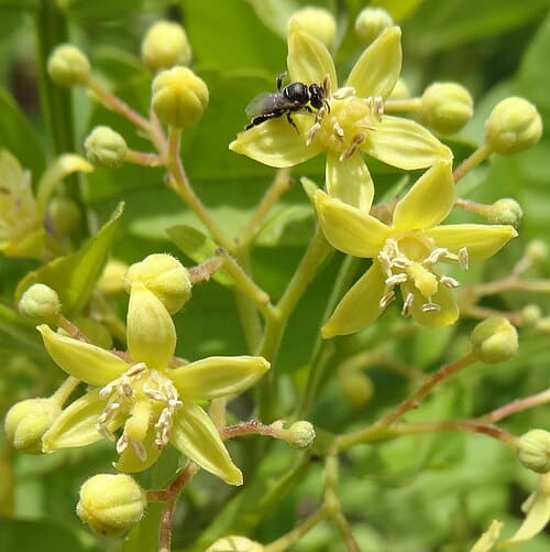 Harrisonia abyssinica