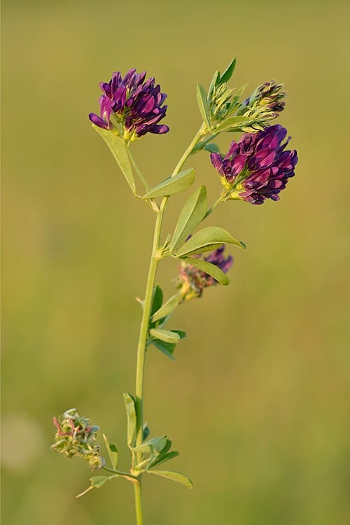 Medicago