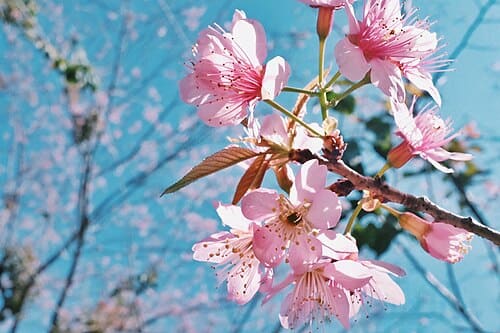 Prunus cerasoides