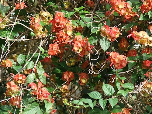 Holmskioldia sanguinea
