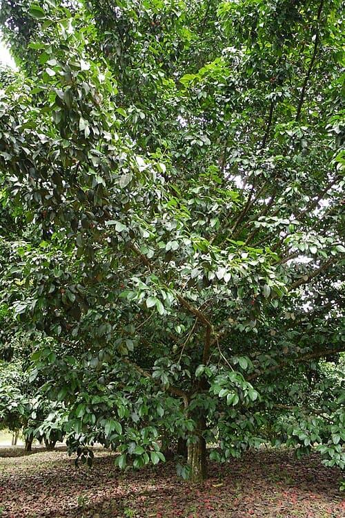 Garcinia hombroniana