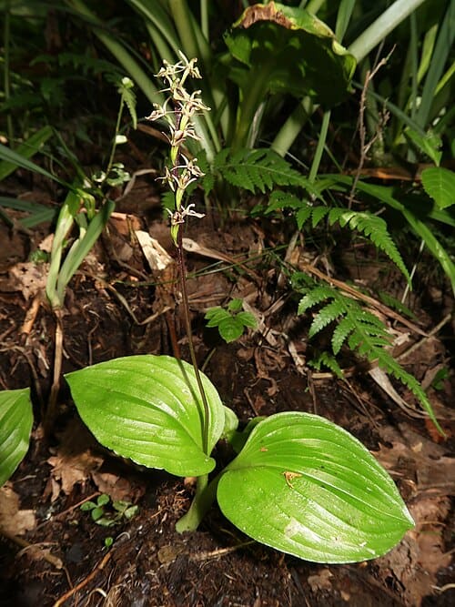 Liparis auriculata