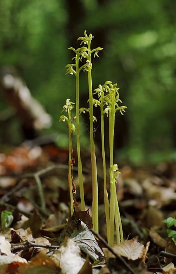 Corallorhiza trifida