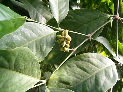 Gnetum, standing in for Gnetum pendulum