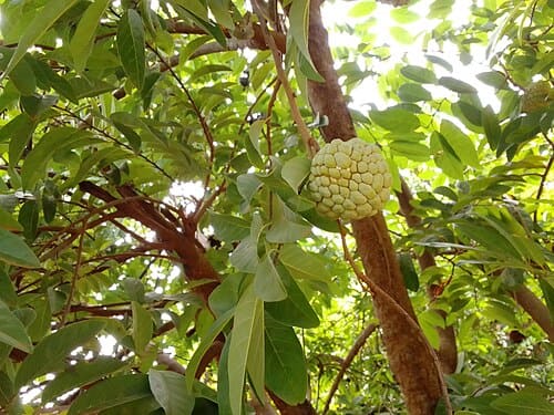 Annona squamosa