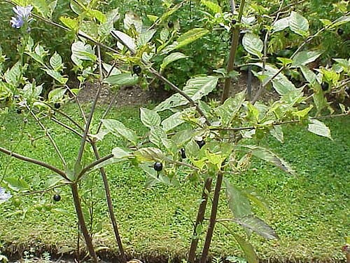 Atropa