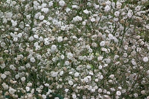 Gypsophila elegans