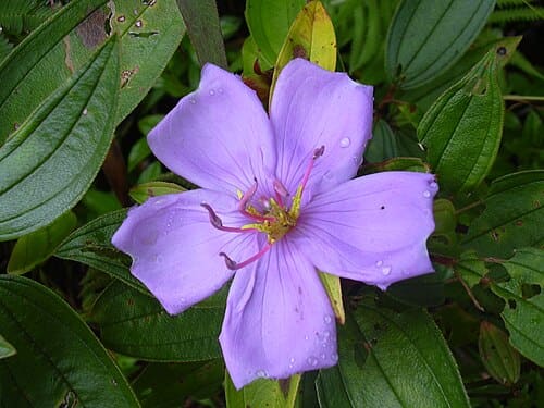 Melastoma, standing in for Melastoma lanceolatum