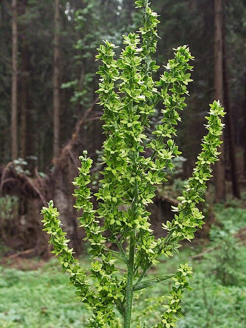 Veratrum lobelianum