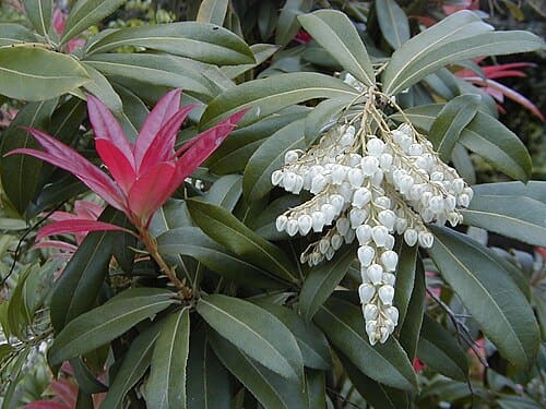 Pieris formosa