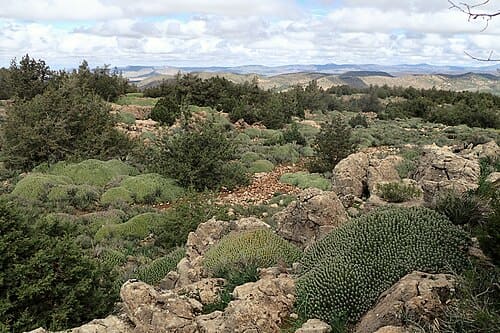 Euphorbia resinifera