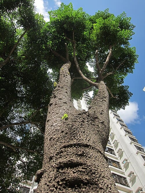 Ardisia quinquegona