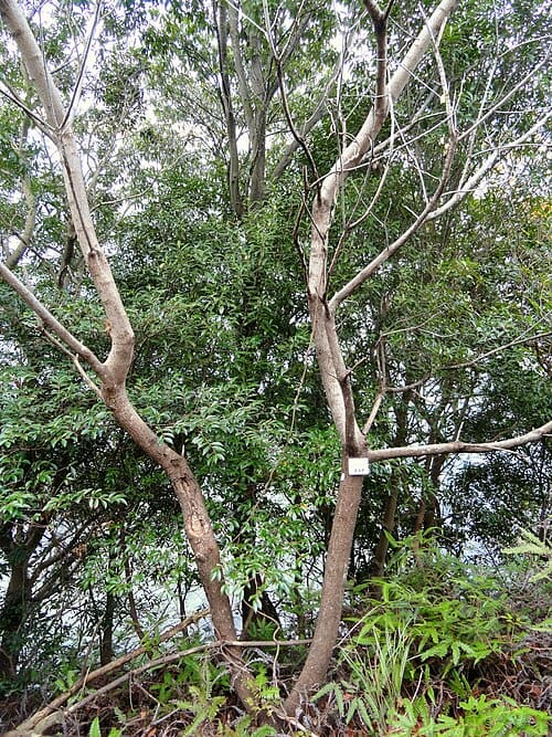 Brucea javanica