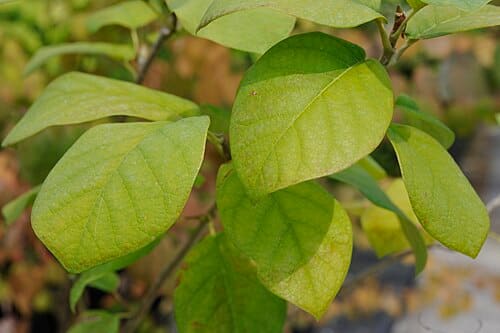 Magnolia sinensis