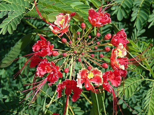 Caesalpinia, standing in for Caesalpinia digyna