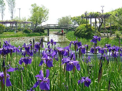 Iris sanguinea