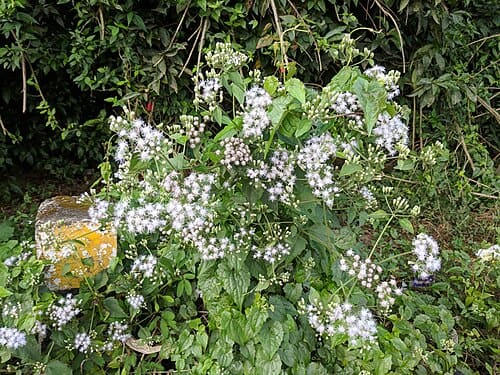 Mikania micrantha