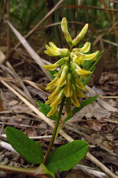 Astragalus, standing in for Astragalus sinuosus