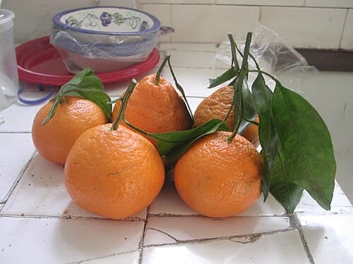Citrus reticulata