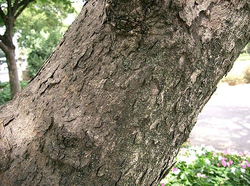 Sapindus mukorossi