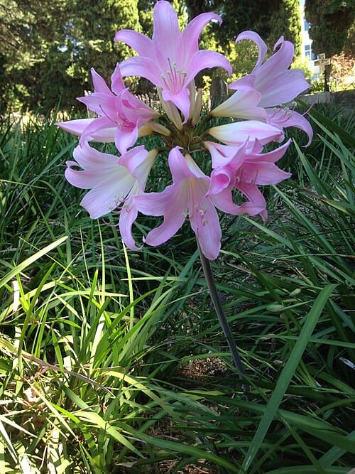 Amaryllis belladonna
