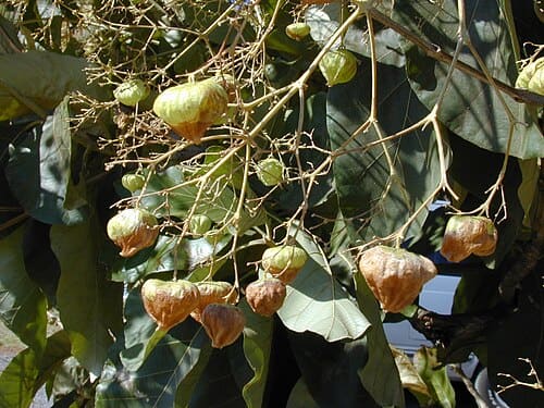 Tectona grandis