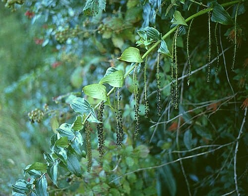 Coriaria, standing in for Coriaria mediterranea