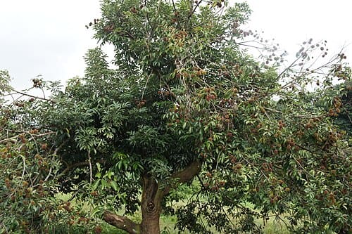 Nephelium mutabile