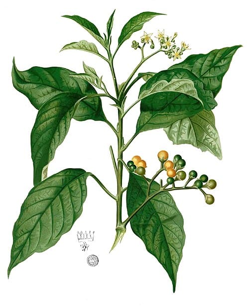 Solanum erianthum