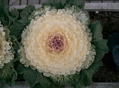 Brassica oleracea var. acephala