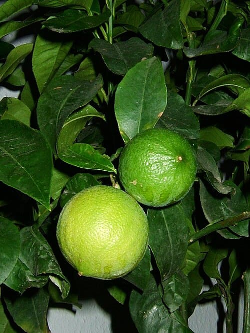 Citrus ×bergamia