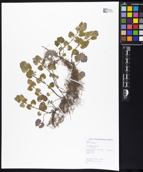 Glechoma hederacea