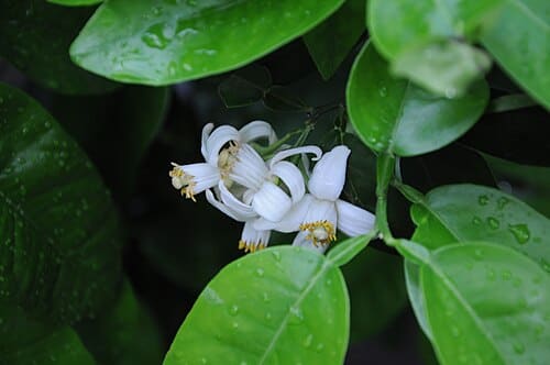 Citrus paradisi