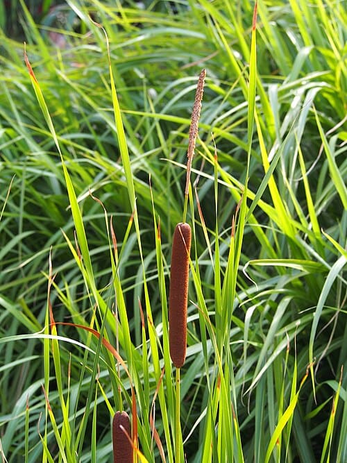 Typha angustifolia
