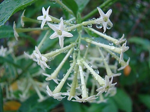 Cestrum nocturnum